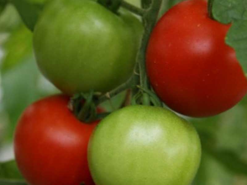 Toftegaard Tomatplante, drivhusplante model Gemini.