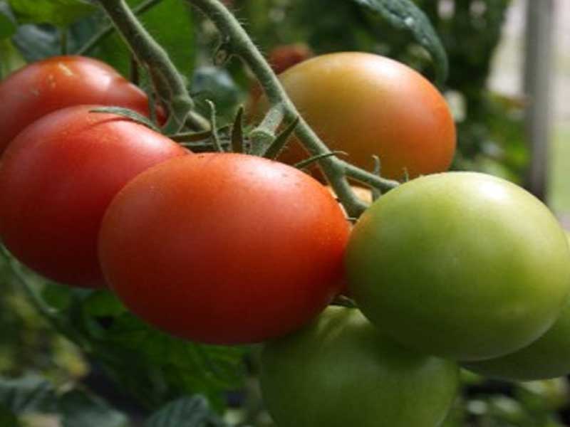 Toftegaard Gourmet Tomatplante til drivhus.