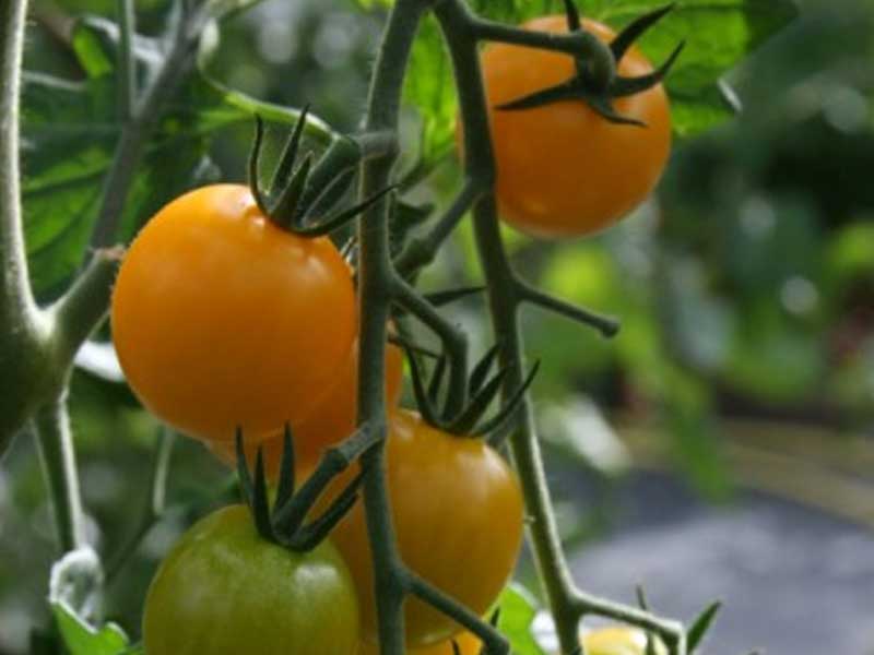 Toftegaard Tomatplante, Gule Cherry, til drivhus.
