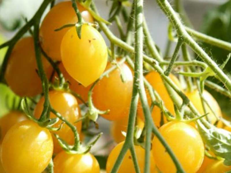 Toftegaard Ildi tomatplante til drivhus.