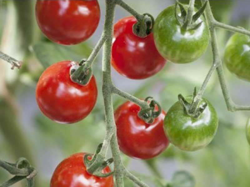 Tomatplante fra Toftegaard, drivhusplante, model Ingrid.