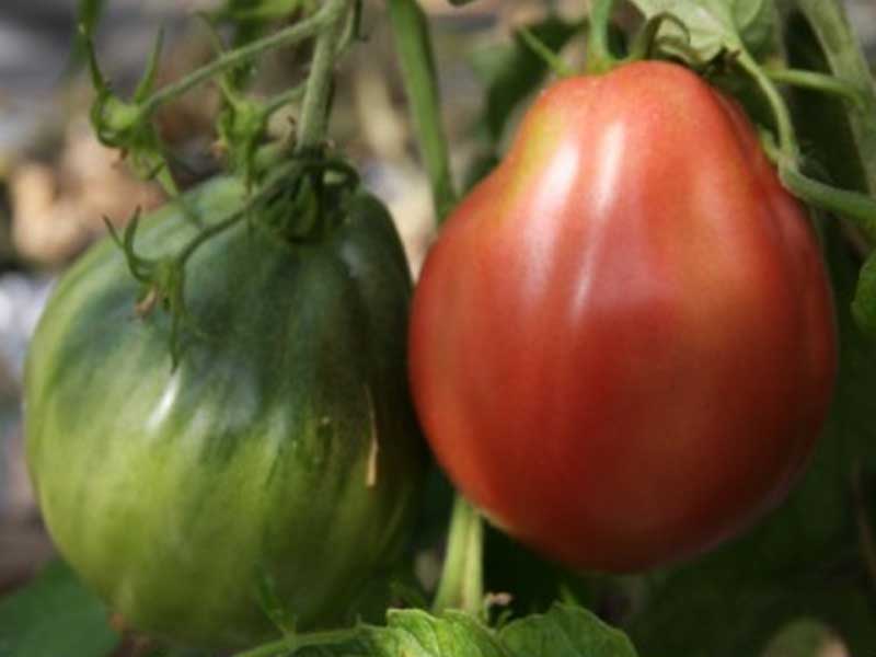 Toftegaard Kreta tomatplante til drivhus.