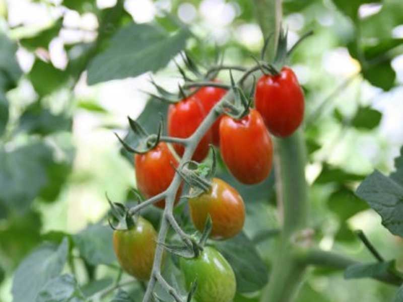 Toftegaard Miniblomme tomatplante til drivhus.