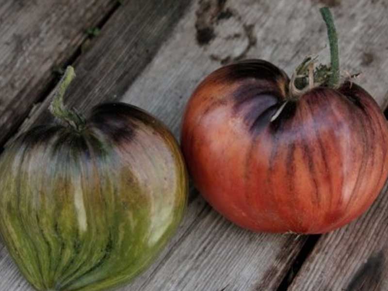 Toftegaard Tomatplante, Oxheart model til drivhus.