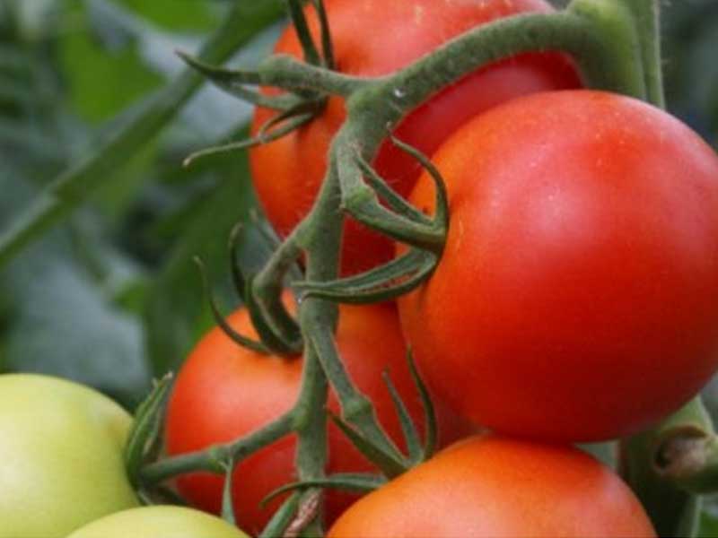Tomatplante Elin, drivhusplante fra Toftegaard.