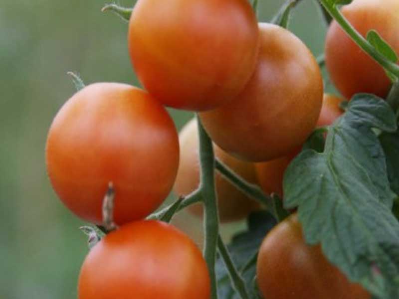 Toftegaard Sweet Crunch tomatplante til drivhus.