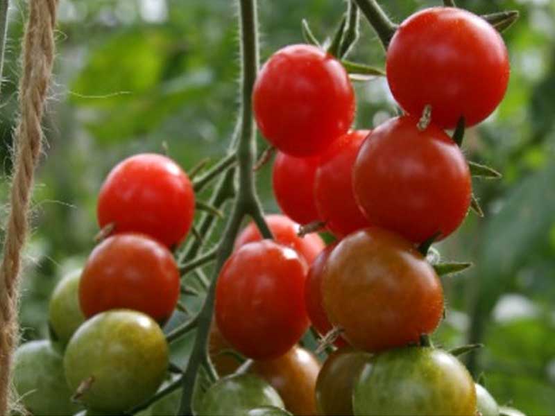 Toftegaard Sweet Grape tomatplante til drivhus.