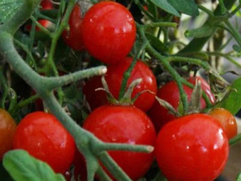 Toftegaard Tomatplante, Tumbling Tom Red, ampel til drivhus.