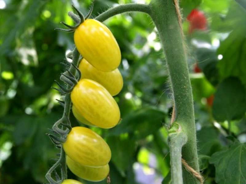 Toftegaard tomatplante, drivhusplante - Toftegaards Yellow Surprise.