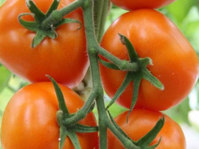 Toftegaard Tomatplante, drivhusplante model Zlatava.