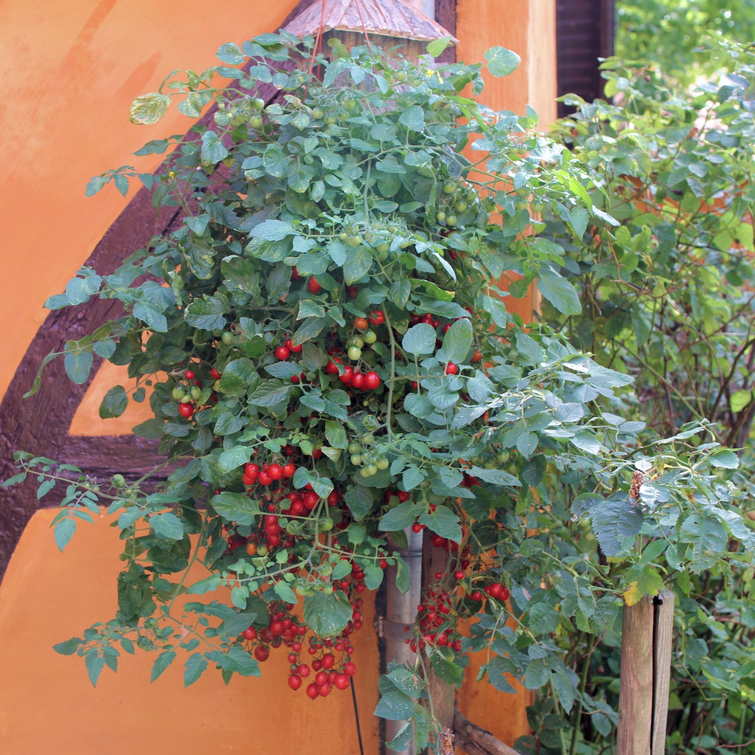 Tomatplante ROMELLO i 11,5 cm potte.