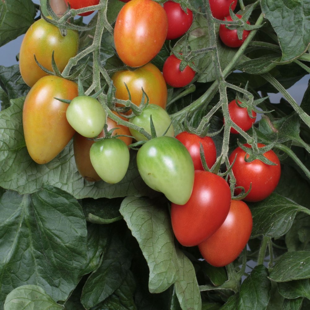 Tomatplante Corabell i 11,5 cm potte.