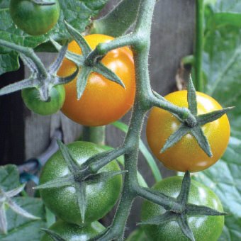 Tomatplante TOMAT SUNGOLD i 11,5 cm potte.