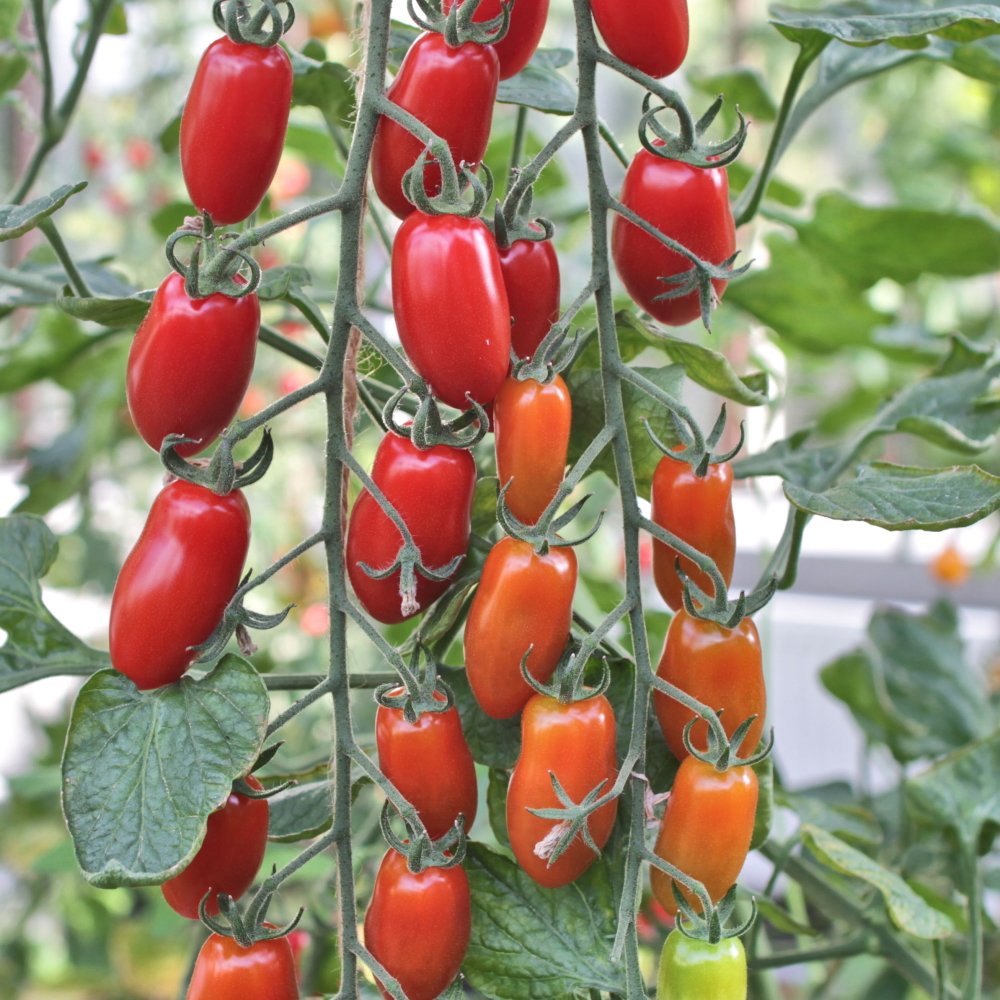 Tomatplante LINEA 11,5 cm. pot. til drivhus.