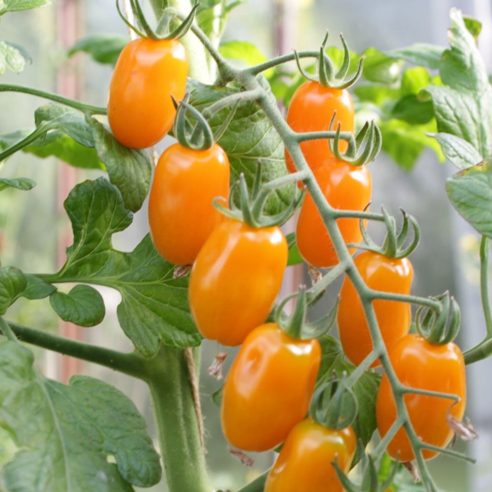 Tomatplante Tomat Mandarina 11,5 cm potte.