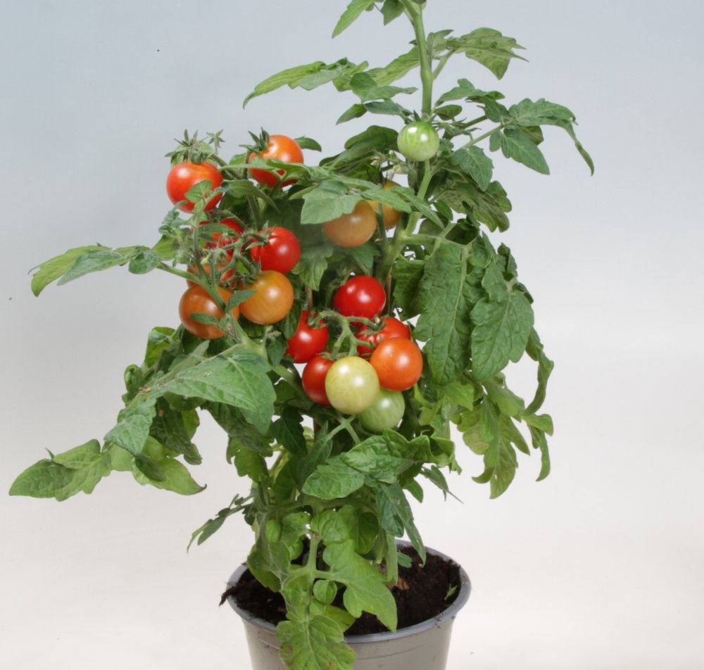 Tomatplante TOMAT RED ROBIN i 11,5 cm potte.