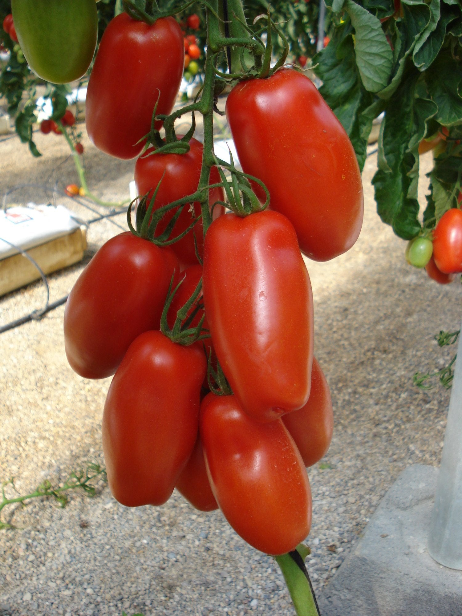 Tomatplante TOMAT SANMARZANO i 11,5 cm potte.