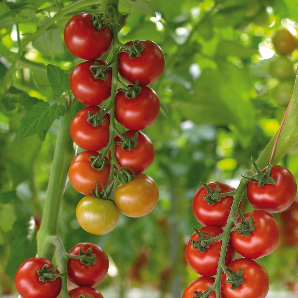 Tomatplante Tomat Salina i 11,5 cm. potte.