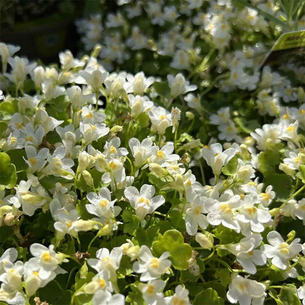 Torskemund, CYMBALARIA muralis Alba - 10 cm Potte