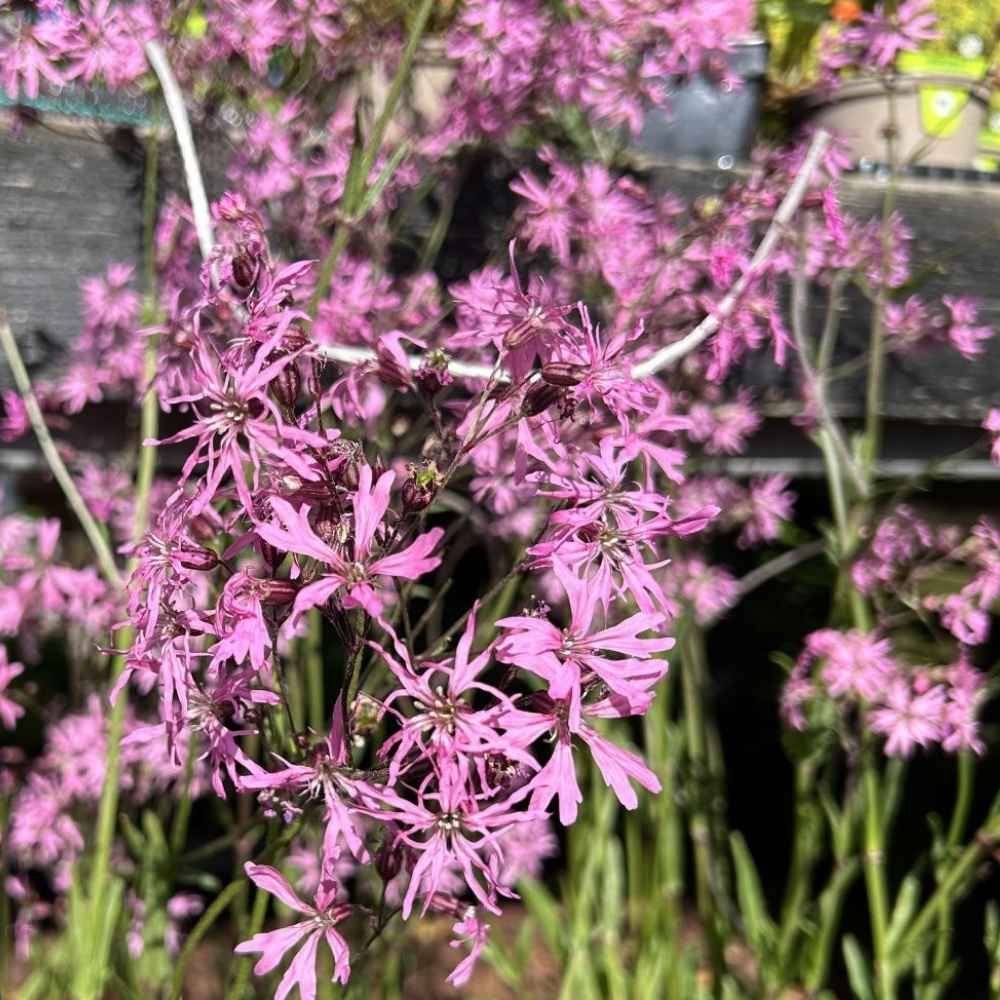 Trævlekrone, lychnis flos-cuculi - 1 L Potte
