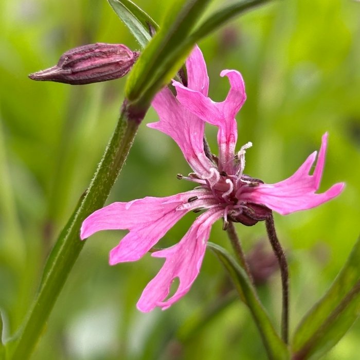 Trævlekrone – Lychnis flos-cuculi