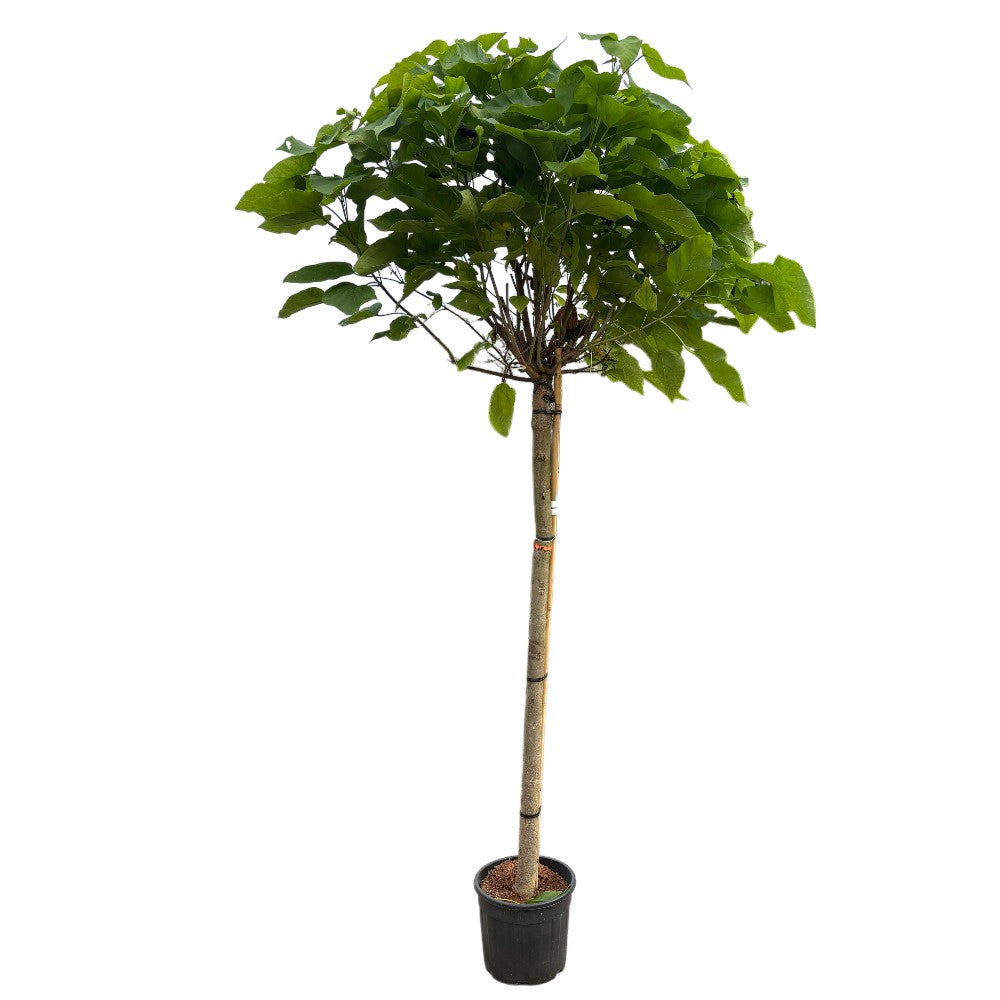 Trompetkrone, Catalpa bignonioides 'Nana' 150 cm stamme 14/16 cm 25 cm potte