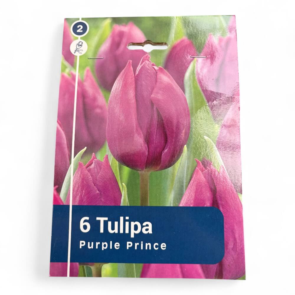 Tulipan, TULIPA SINGLE EARLY Purple Prince 11/12