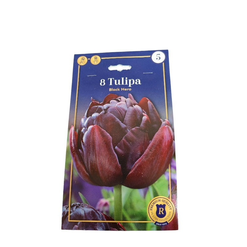 Tulipanløg TULIPA DOUBLE LATE Black Hero til haven.