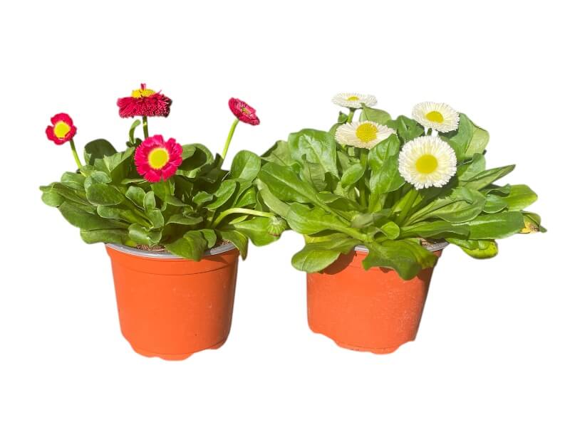 Tusindfryd, bellis i potte - assorterede modeller i potte.