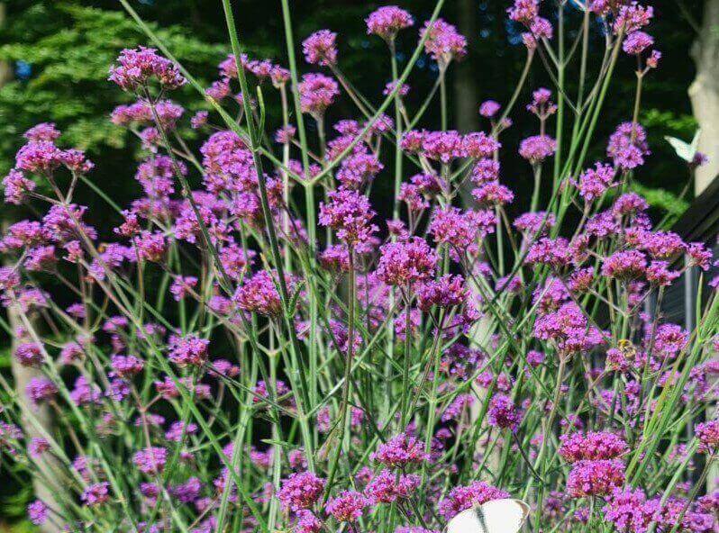 Verbena bonariensis