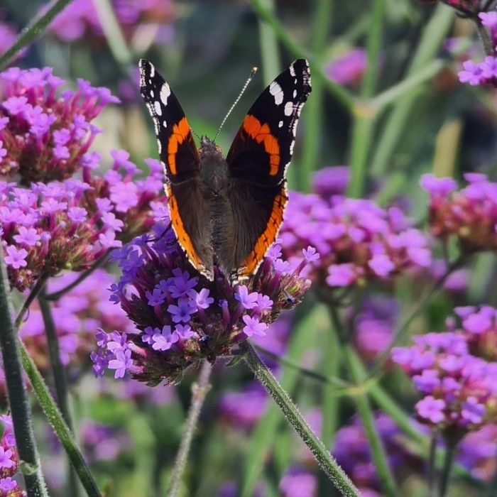 Kæmpe Verbena, Verbena bonariensis