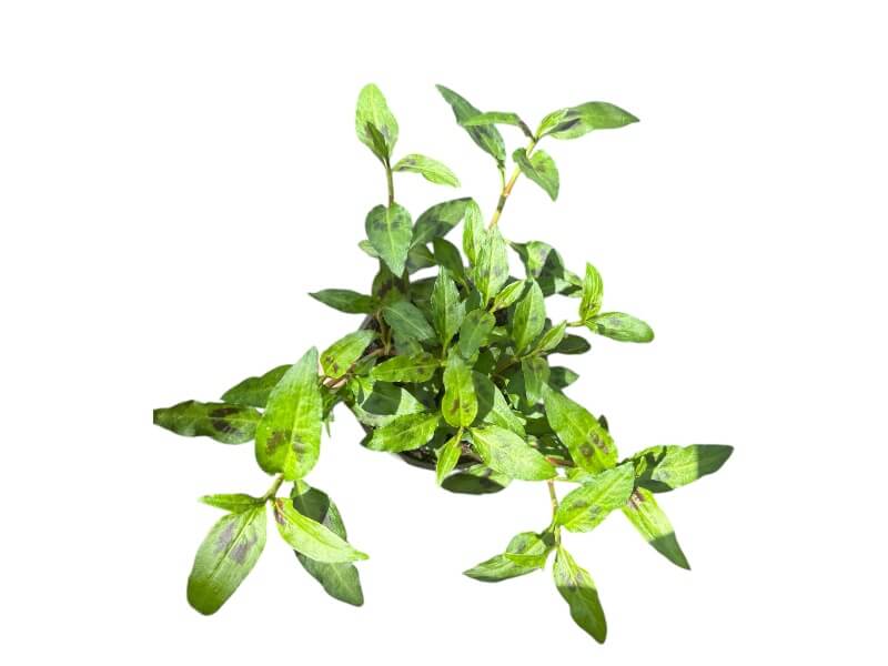 Vietnamesisk koriander, Persicaria odorata i 12 cm potte