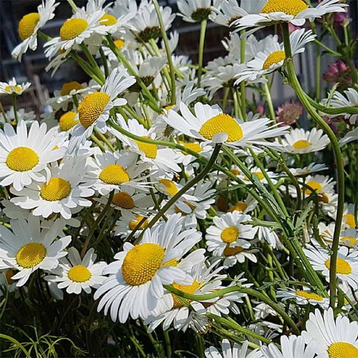 Vild Margerit, LEUCANTHEMUM vulgare - 1l potte
