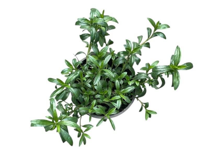 Vintersar, Satureja Montana i 12 cm potte