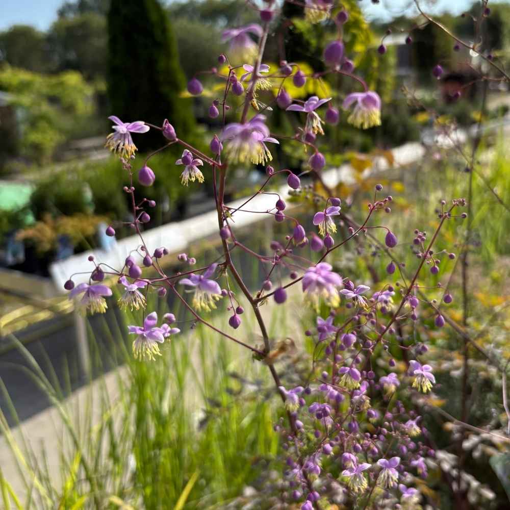 Violfrøstjerne, THALICTRUM delavayi - 1 L Potte