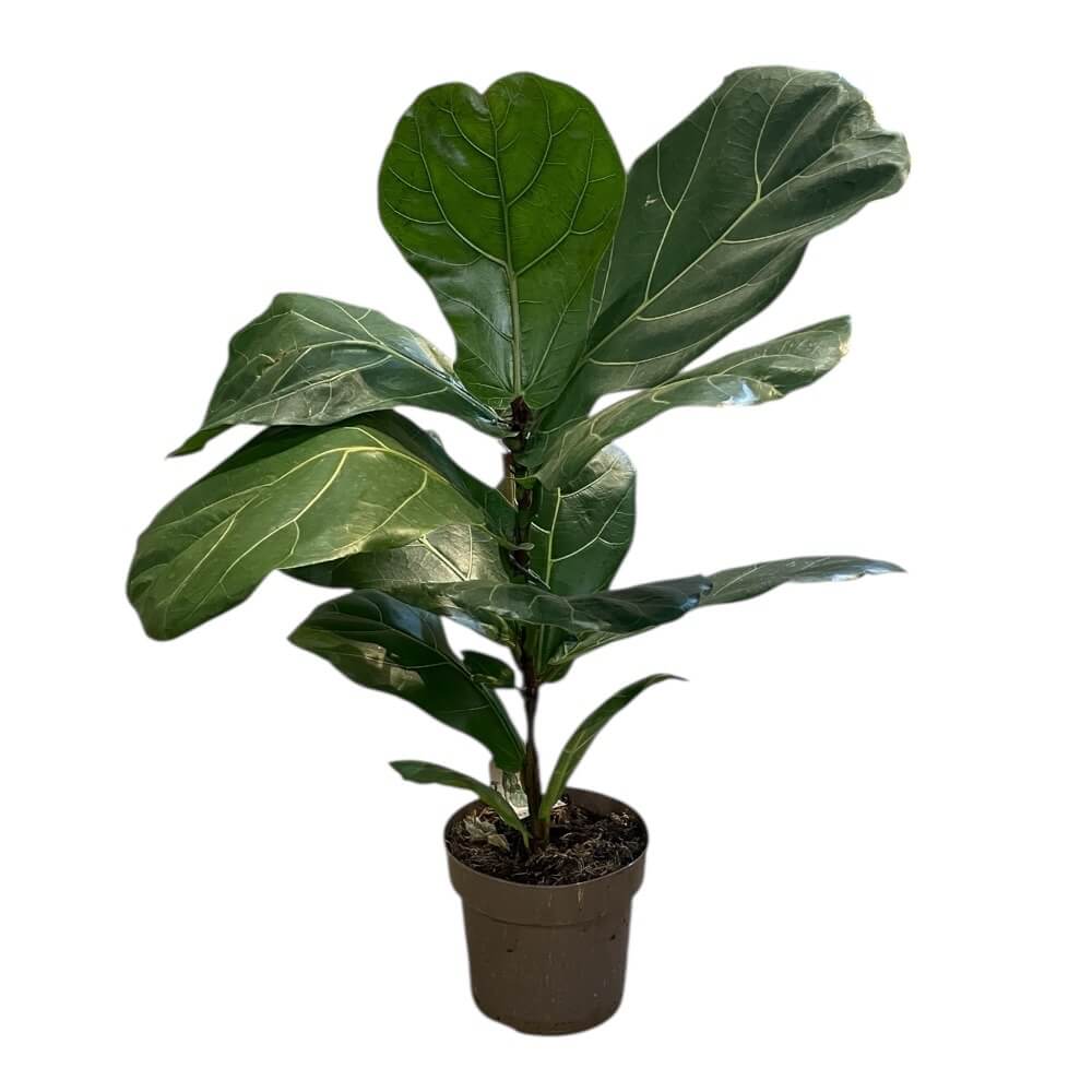Violinfigen, FICUS LYRATA - 17 cm potte