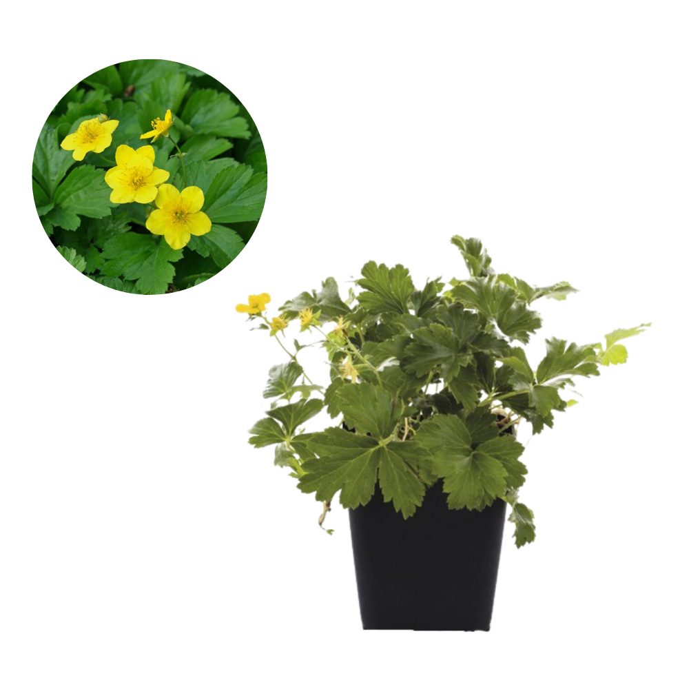 Guldjordbær, Waldsteinia ternata P 0,5, velegnet som bunddække.