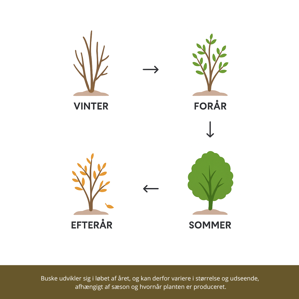 Årstiden for buske og planter i haven