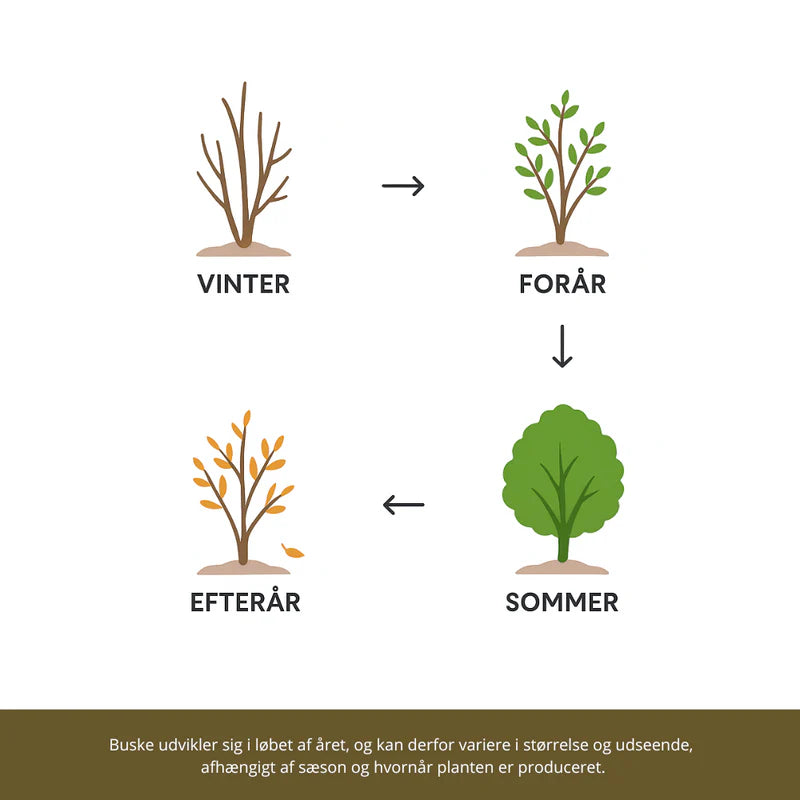 Årshjul for buske, Hobby Haven