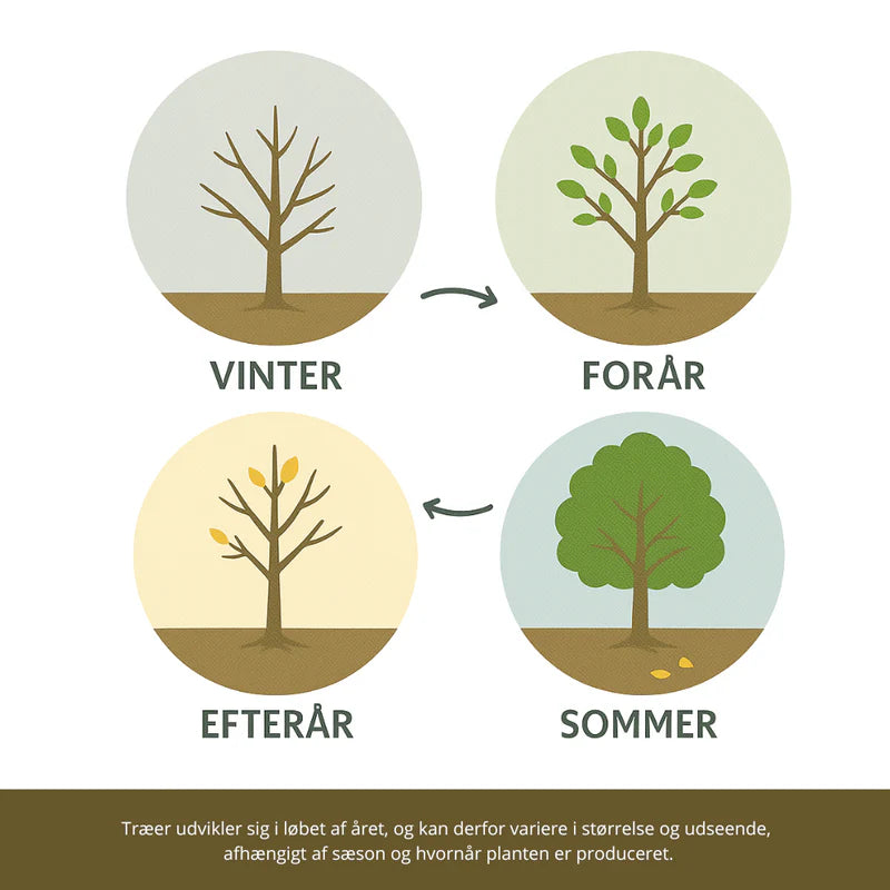 Årshjul for træer, Hobby Haven