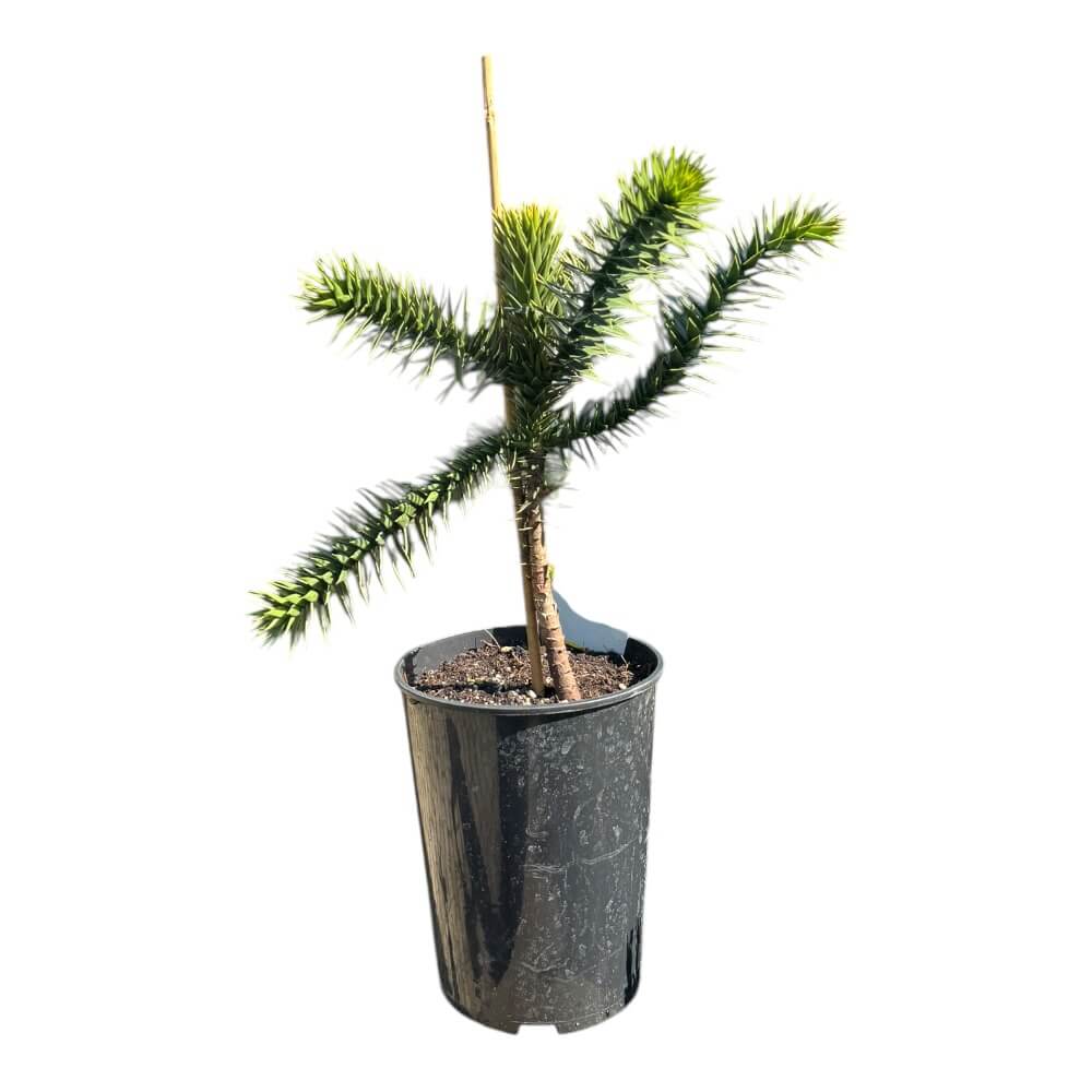 Abernes skræk, Araucaria araucana - 19 cm potte