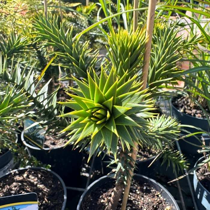 Abernes skræk, Araucaria araucana - 19 cm potte