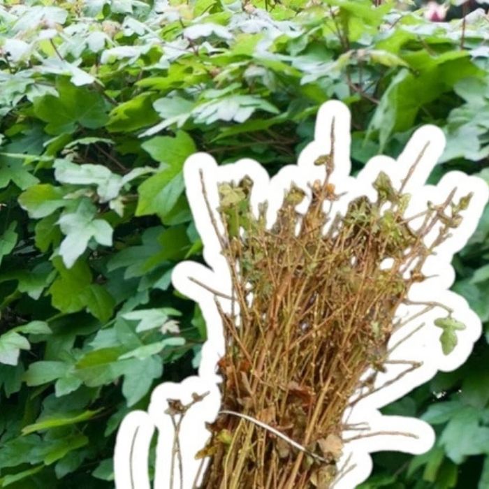 Navr hækplante, Acer campestre - 60-80 cm (Barrods)