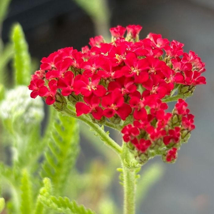 Røllike 'Paprika' til haven