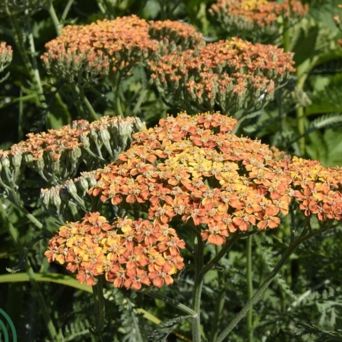 Røllike, Achillea mil. 'Terracotta'