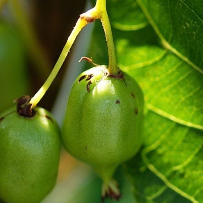 Stikkelsbærkiwi, Actinidia arguta 'Issai'