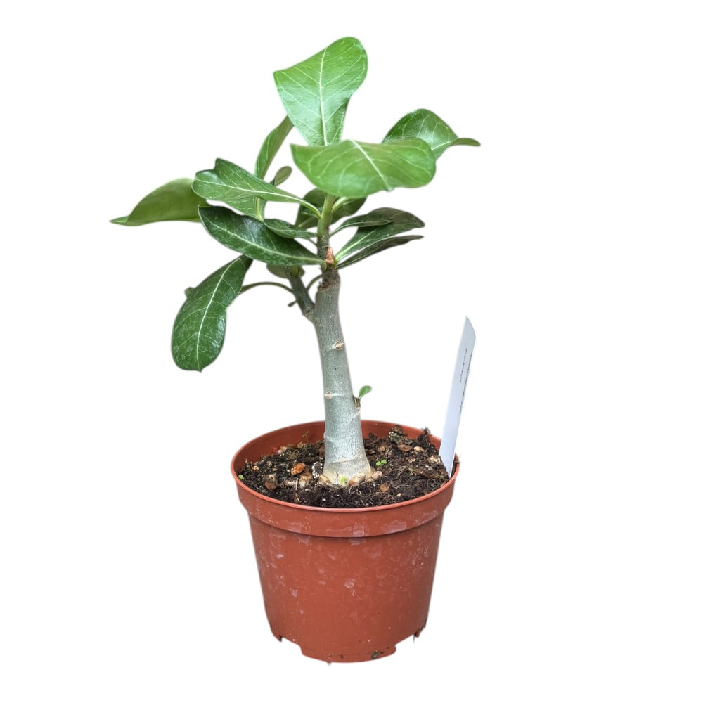 Ørkenrose, Adenium obesum – eksotisk sukkulent med kraftig stamme