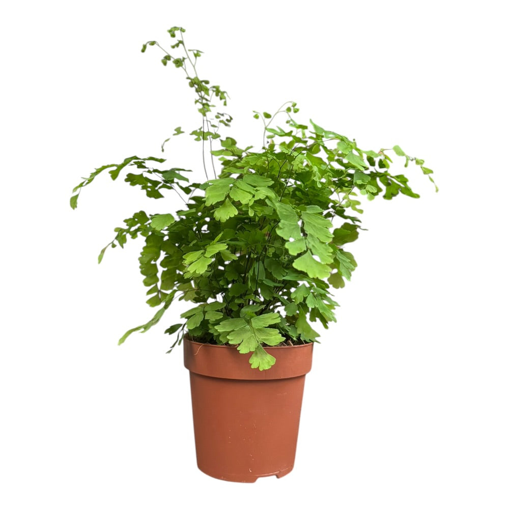 Venusbregne, Adiantum Fragrans