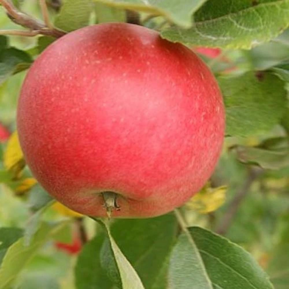 Æbletræ, MALUS DOMESTICA 'DISCOVERY' - frugttræ med velsmagende æbler.