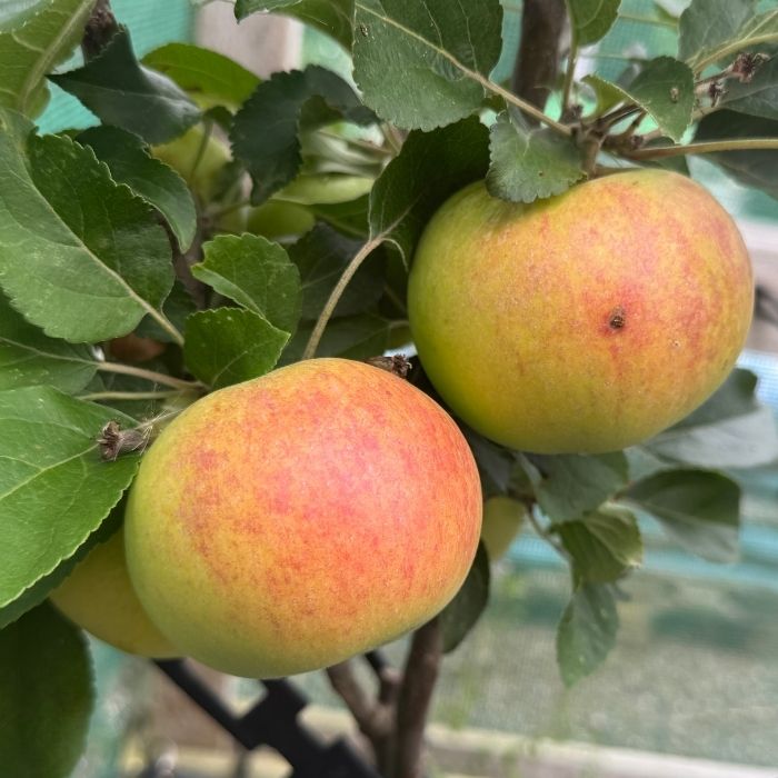 Æble Dværgæbletræ, Discovery Malus Domestica